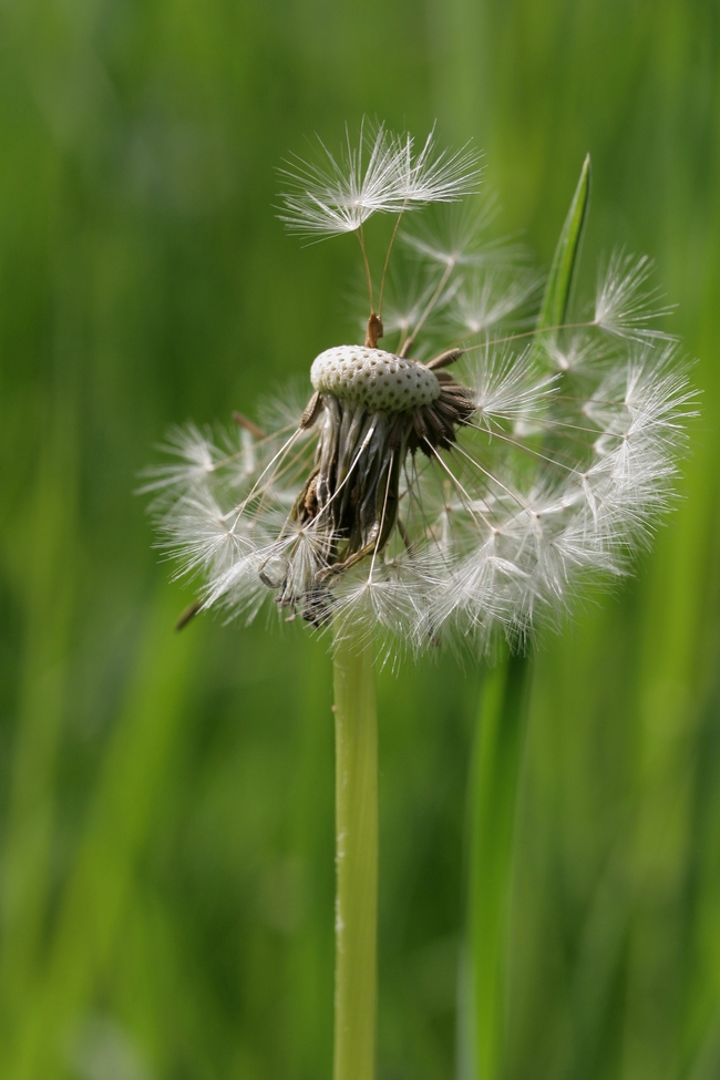 野生蒲公英绒毛图片
