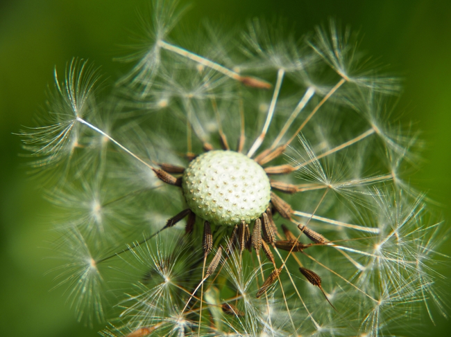 微距特写摄影蒲公英种子图片