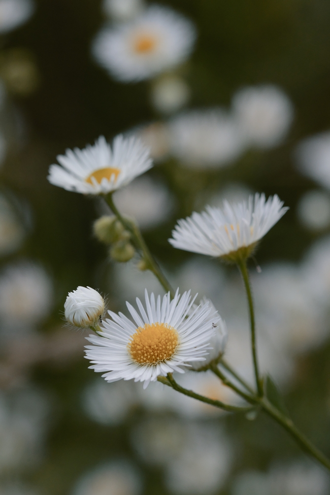 白色小雏菊花枝微距特写摄影图片