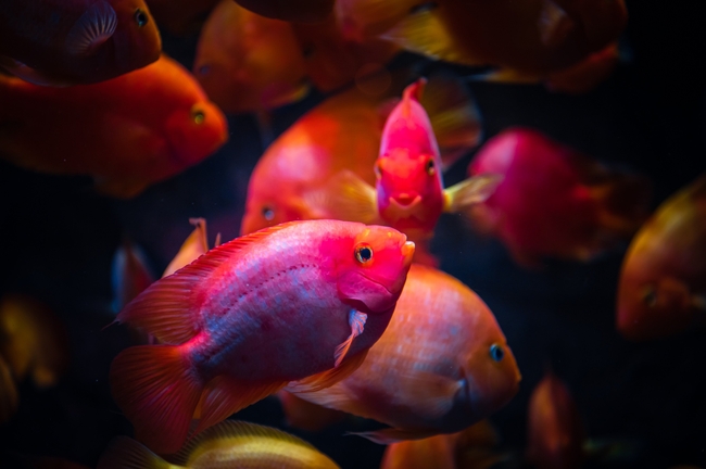 水族馆血鹦鹉鱼群摄影图片