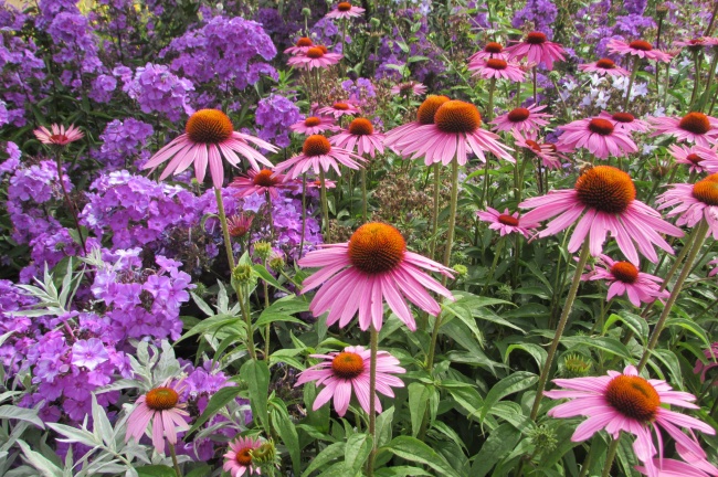 花园松果菊图片
