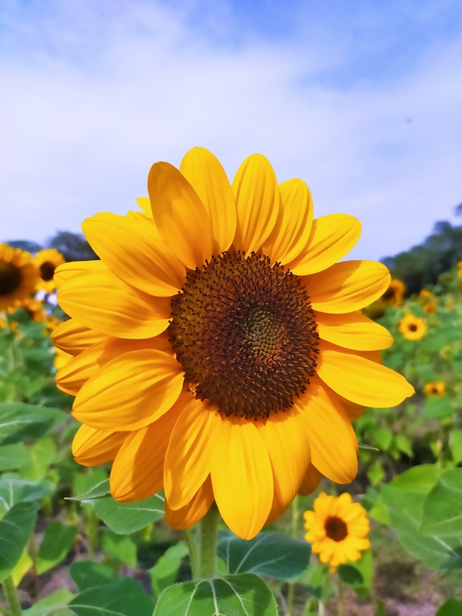 蓝天白云向日葵花海图片