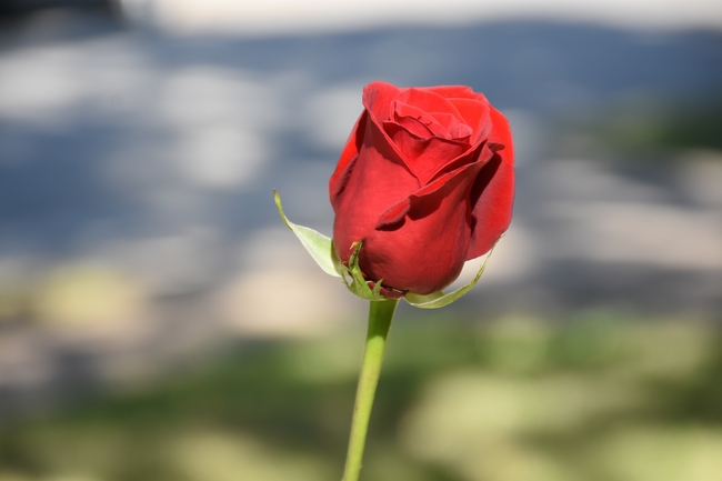 一枝红色玫瑰花图片