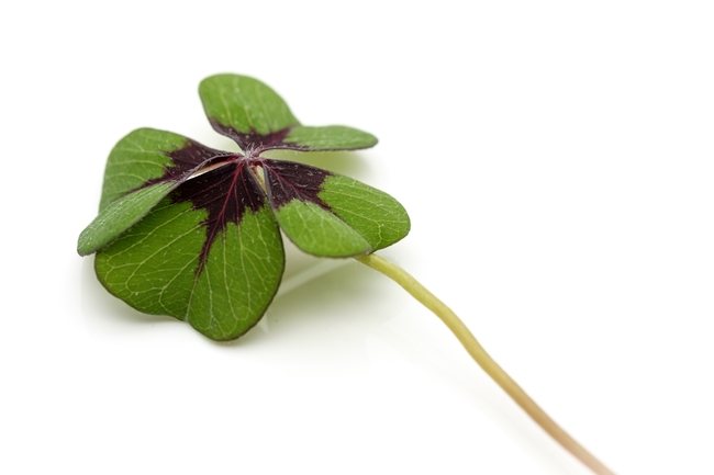 四叶酢浆草图片