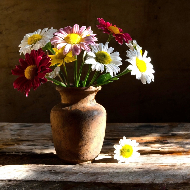 阳光照射下的静物插花图片