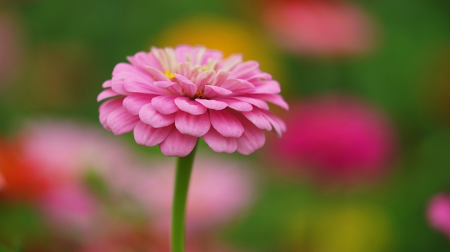 粉色大丽菊微距摄影图片