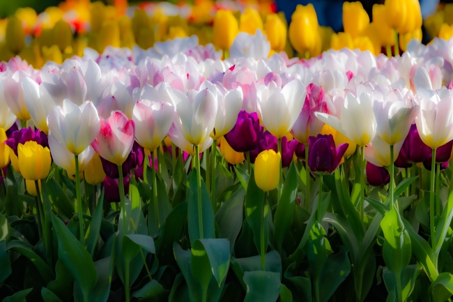 白色郁金香花朵开放图片