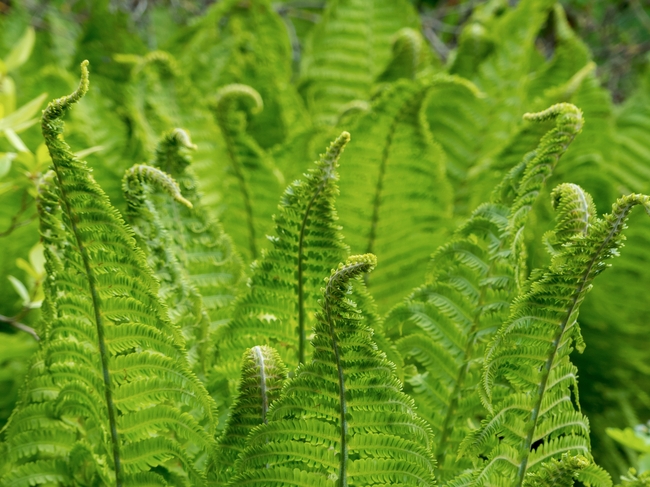 春天绿色野生蕨类植物图片