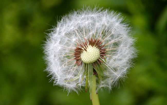 白色蒲公英种子静物花草摄影图片