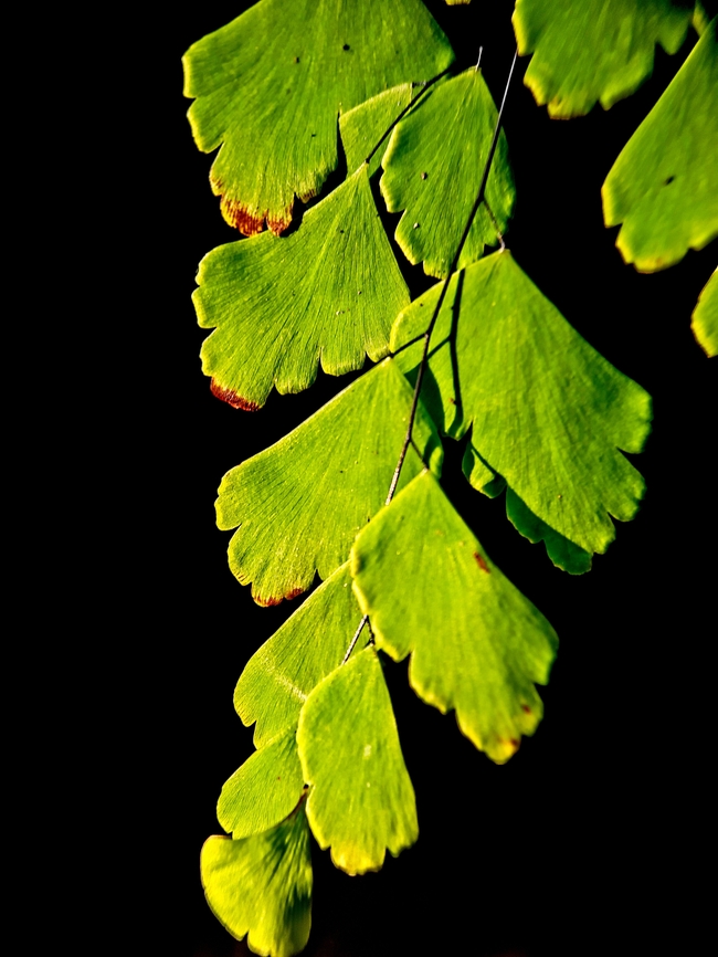 铁线蕨叶子图片