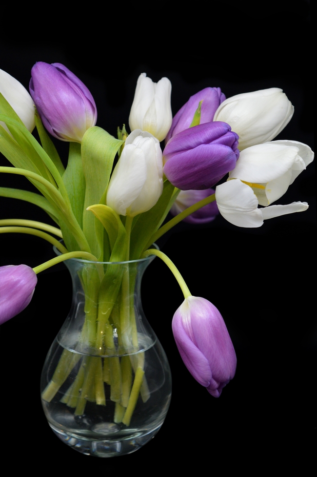 双色郁金香插花摄影图片