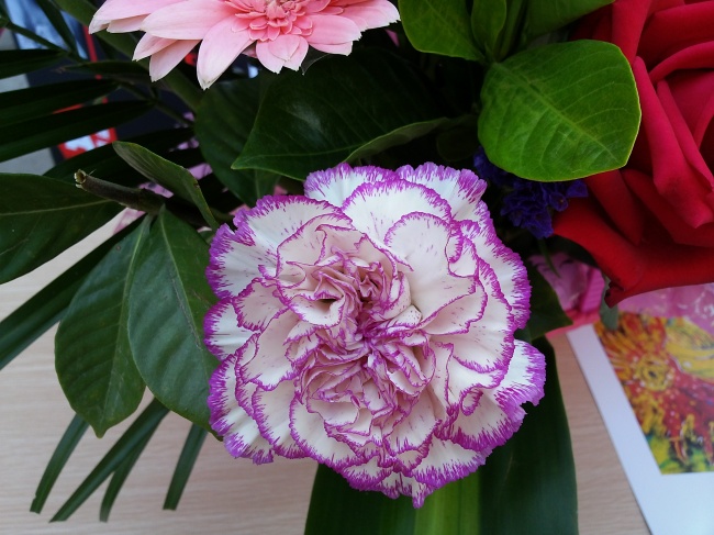 微距康乃馨图片