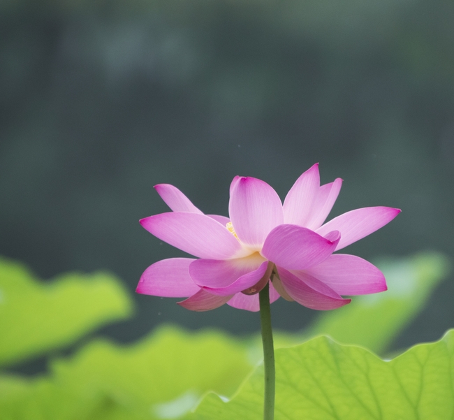 夏日粉色莲花莲叶摄影图片