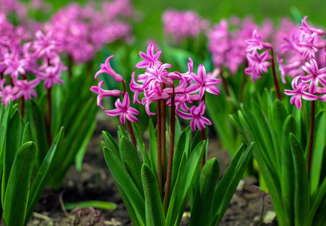 粉红色风信子开花图片