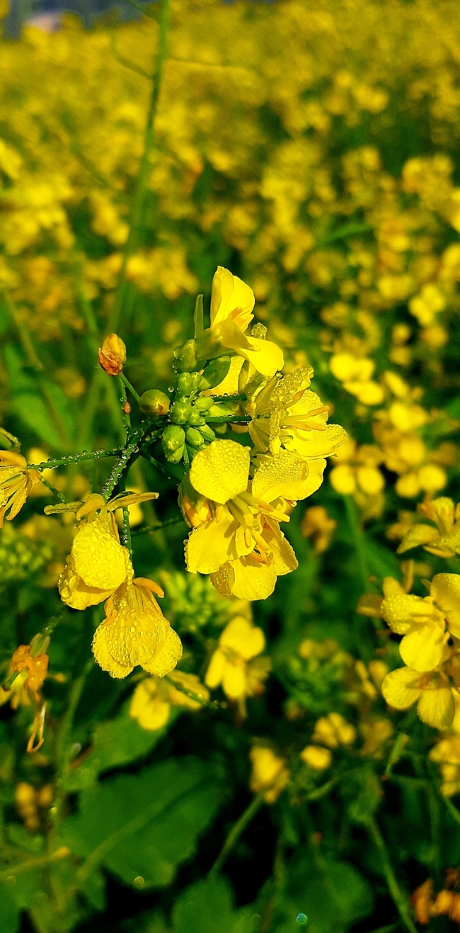 芥菜花局部特写摄影图片