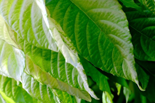 绿色清新树叶局部摄影图片