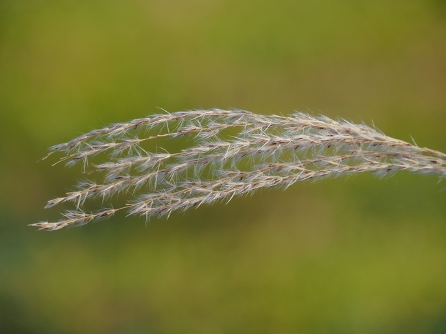 微距特写芦苇草芦花摄影图片