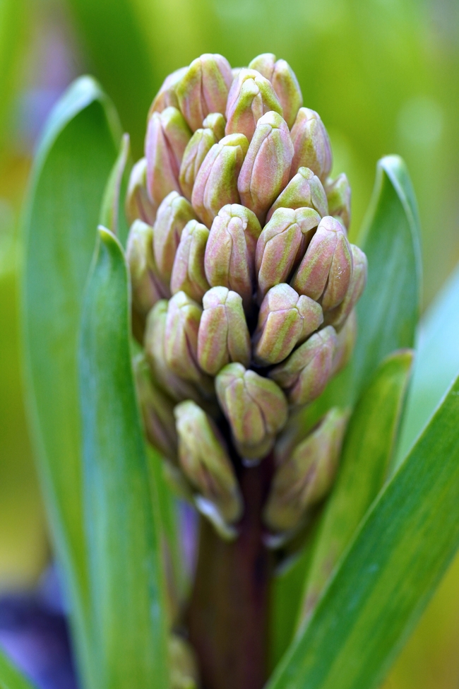 野生风信子植物摄影图片