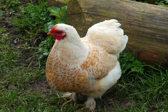 牧场散养老母鸡图片