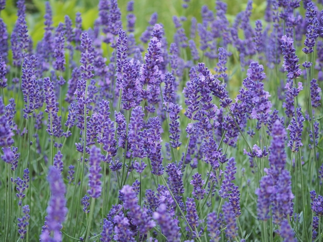 原野紫色薰衣草花海局部摄影图片