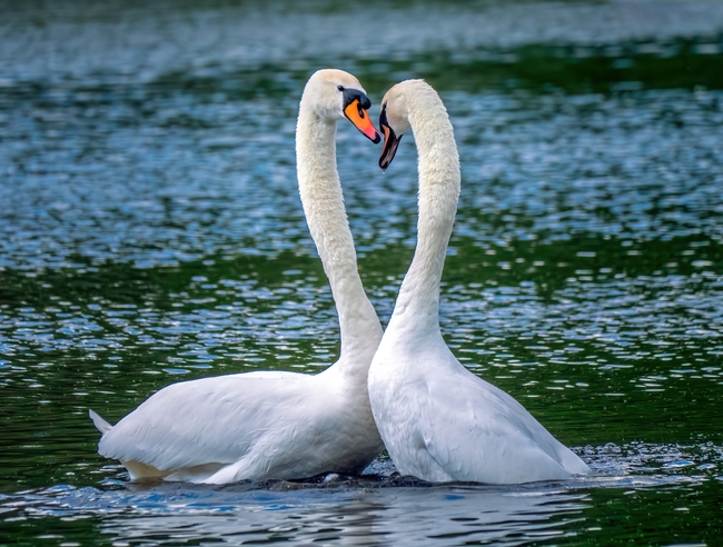 湖边嬉戏的两只白色天鹅图片