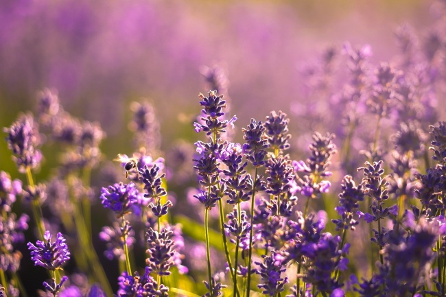 唯美治愈系薰衣草图片