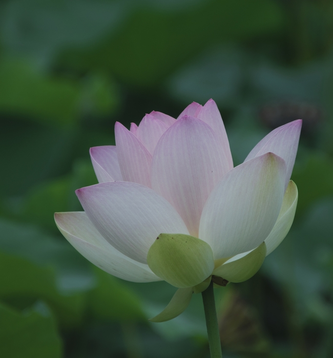 夏日莲花娇艳欲滴摄影图片