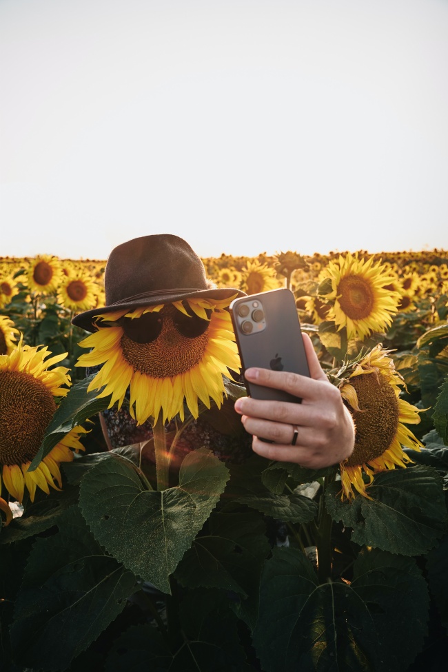 向日葵花海图片创意