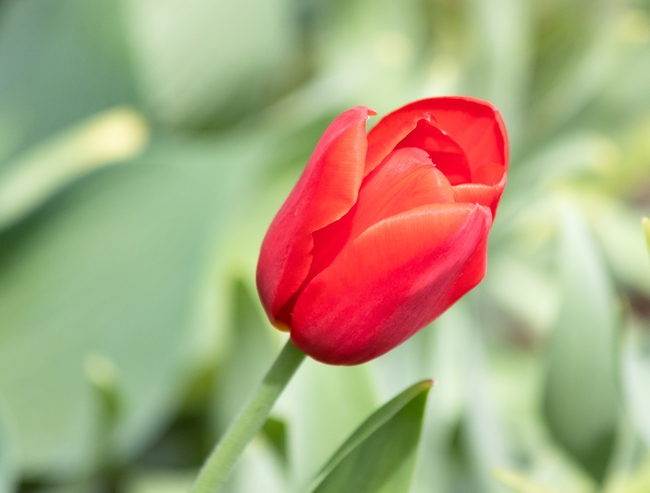 红色郁金香花枝图片