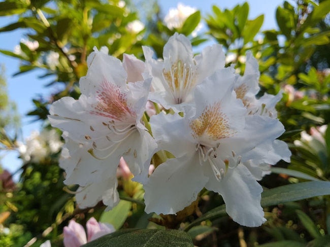 白杜鹃开花图片