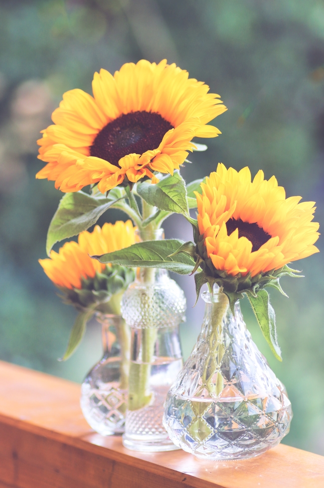 唯美小清新向日葵插花图片