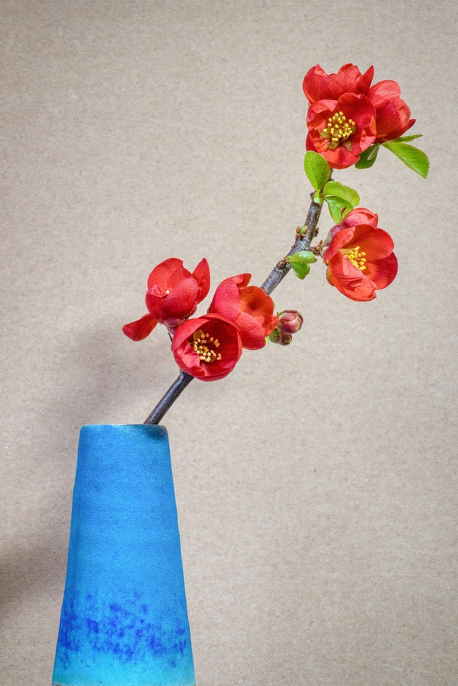 红色海棠花插花图片