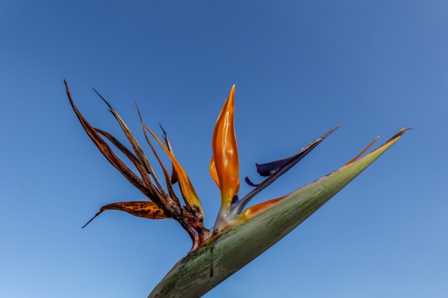 天堂鸟花摄影图片