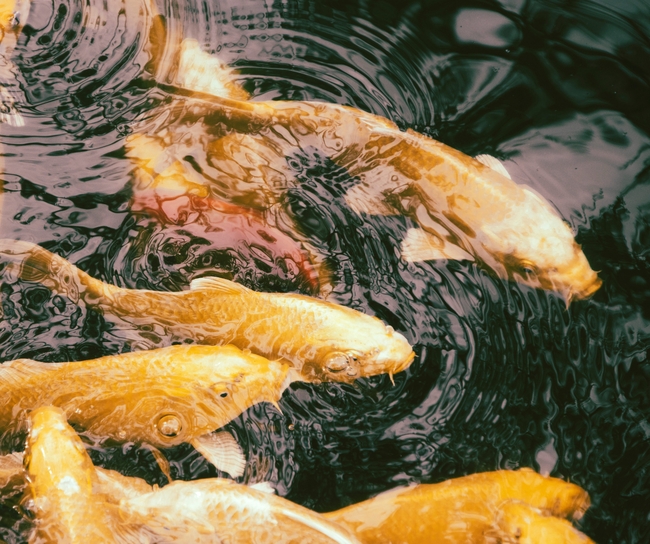 一群锦鲤鱼图片