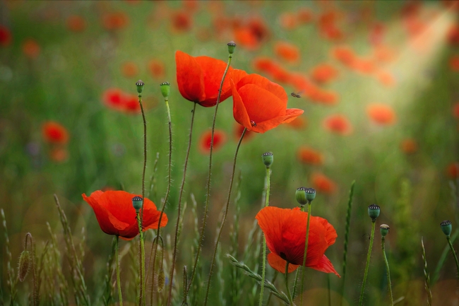 野生红色沙宾罂粟花图片