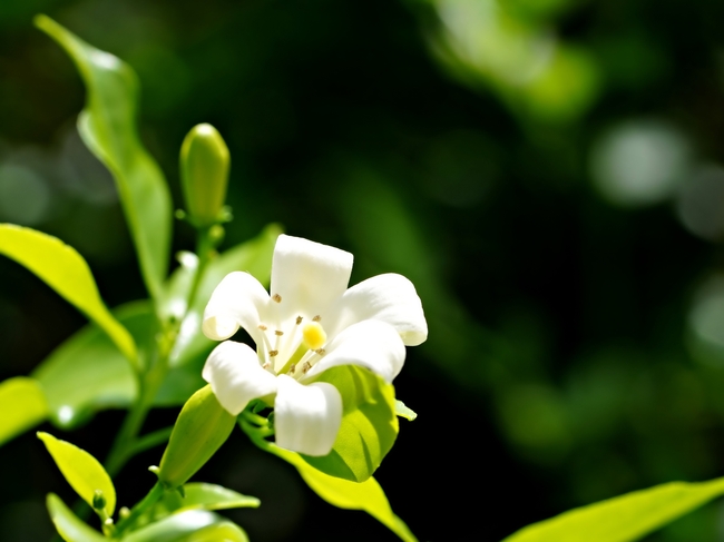 唯美清新白色花朵摄影图片