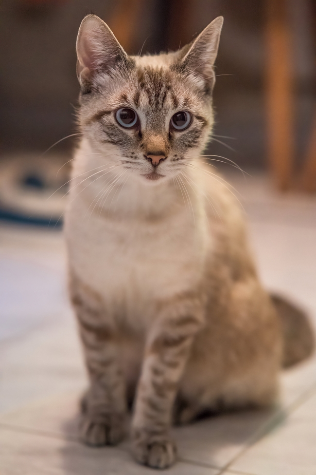 可爱苏格兰折耳猫图片