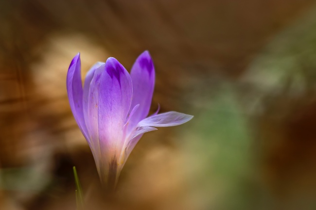 一朵紫色花的图片
