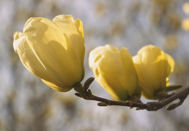 黄色玉兰花图片