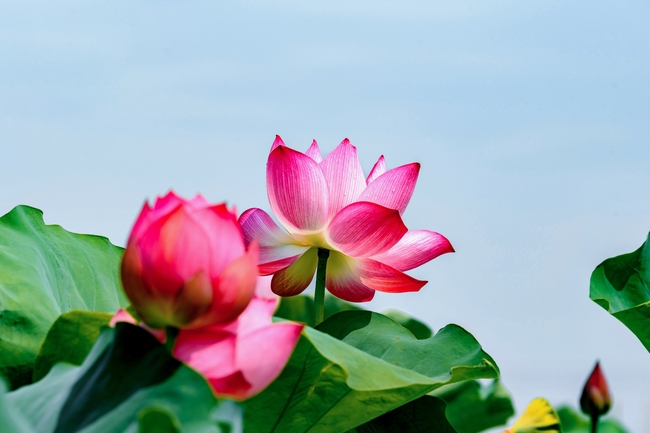 夏日粉色菡萏莲花盛开图片