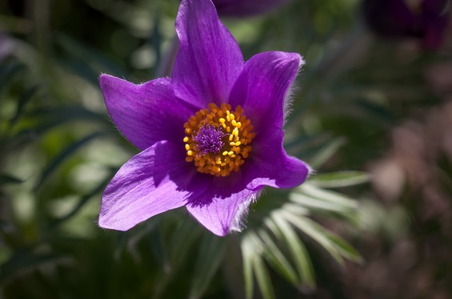 常见白头翁花图片