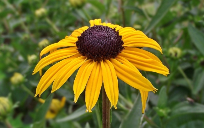 金光灿烂花朵特写图片