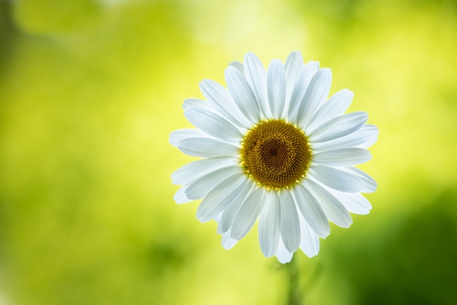 白色雏菊微距特写摄影图片