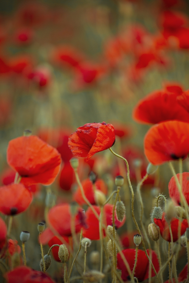 红色虞美人罂粟花图片