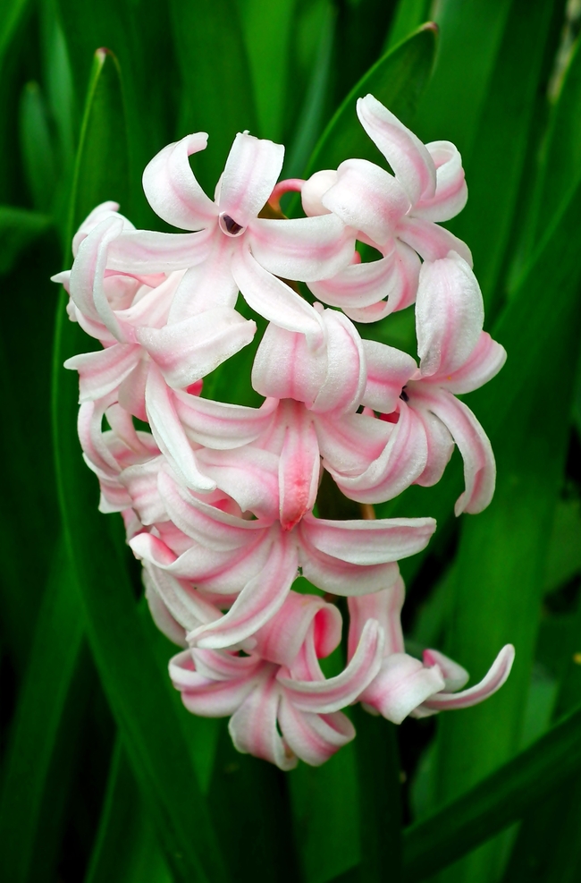 粉色淡雅风信子花卉摄影图片