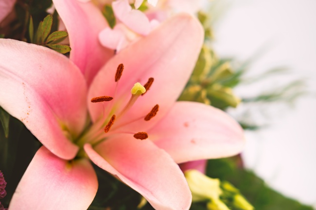 粉色渐变百合花图片