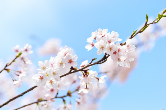 樱花开花唯美图片