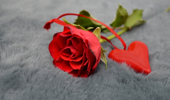 情人节红色爱心玫瑰花图片