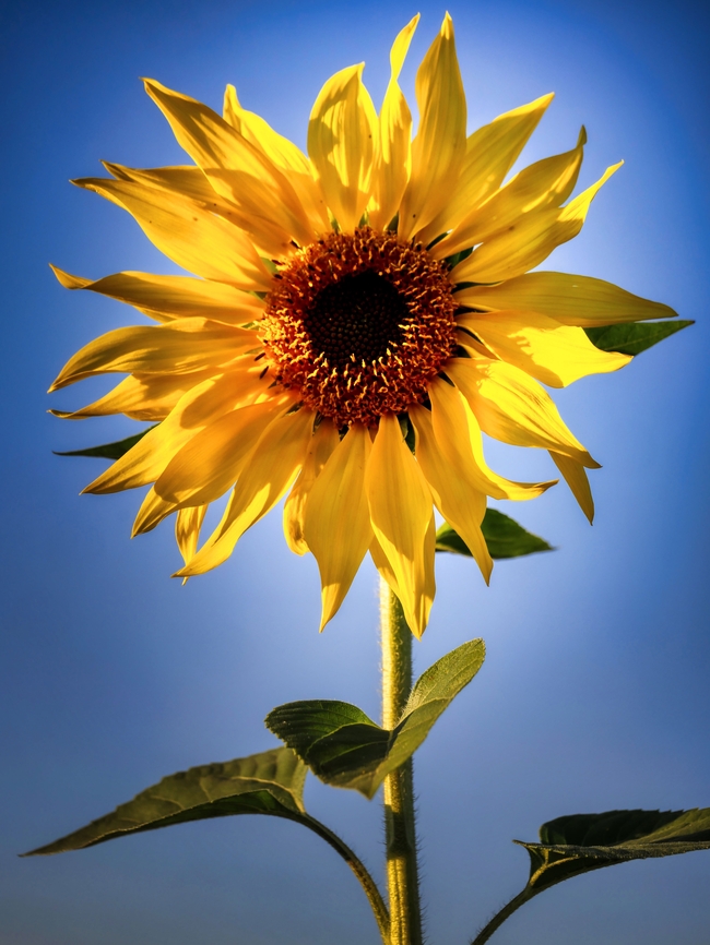 蓝天下盛开的金色向日葵图片