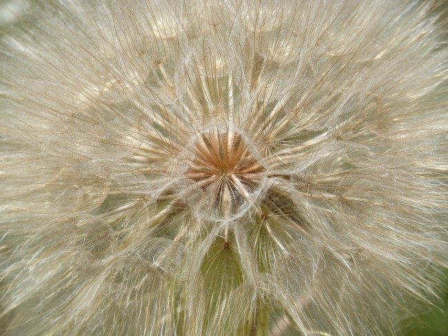 蒲公英近景图片